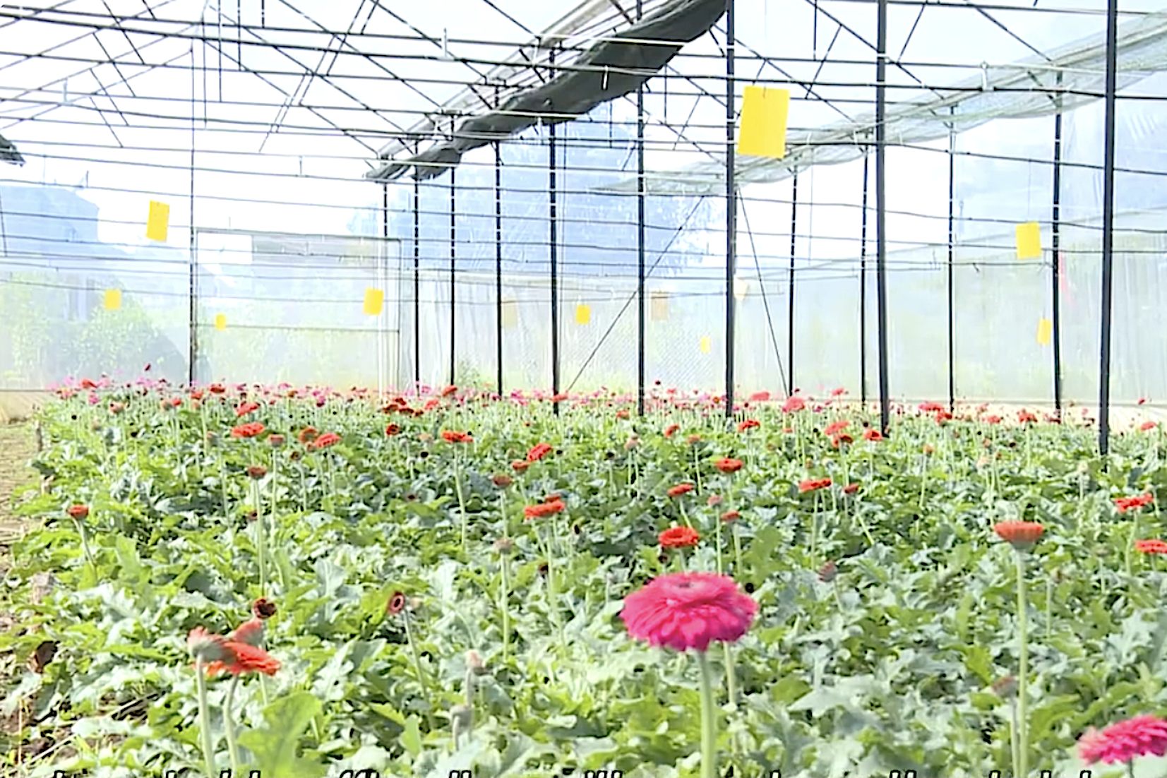 Lâm Hà và Đam Rông: Đến năm 2025 sẽ có khoảng 12.300 cơ sở thương mại, dịch vụ