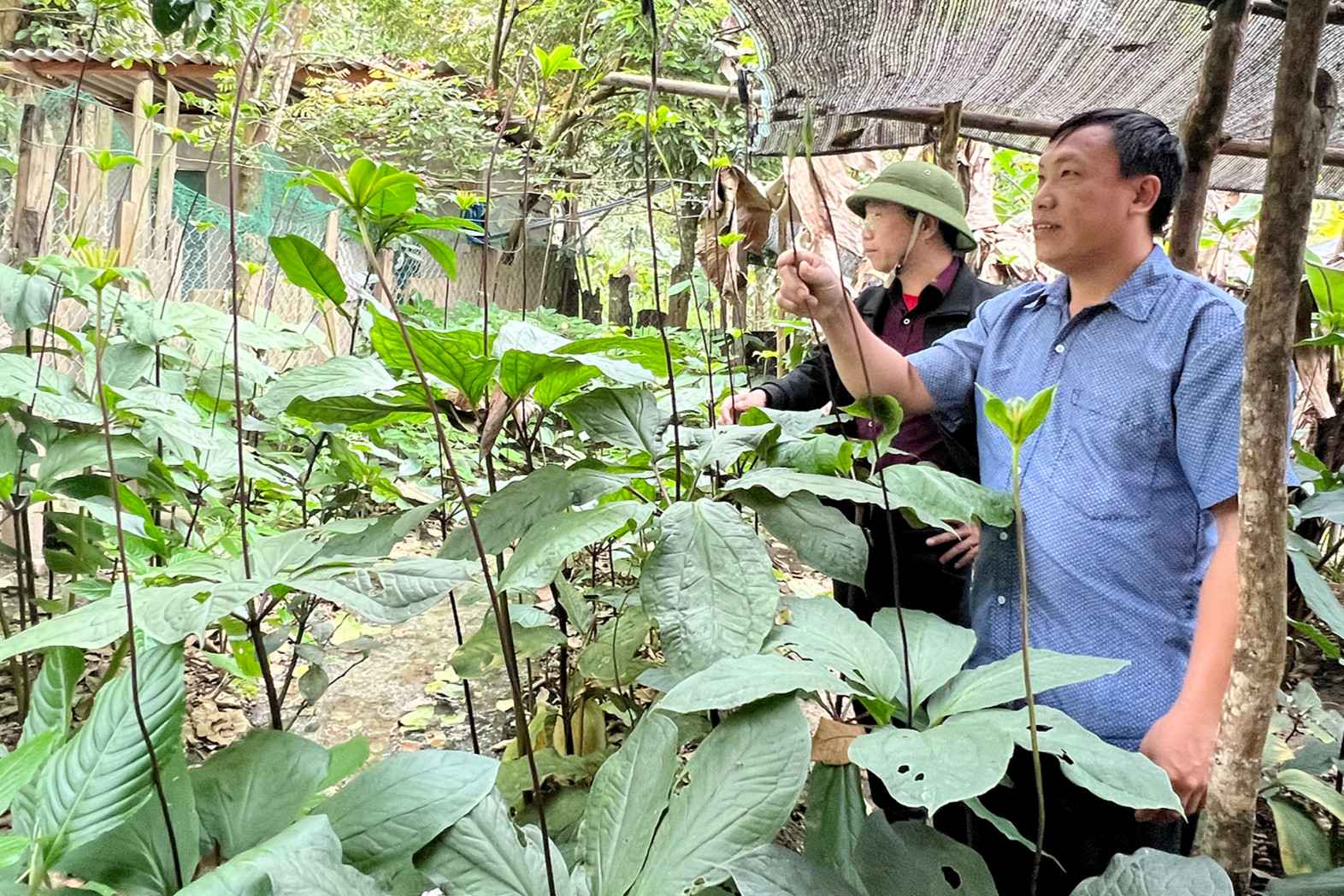 Thuần hóa loài sâm quý 'bảy lá một hoa' nơi biên viễn, có bao nhiêu cũng bán hết