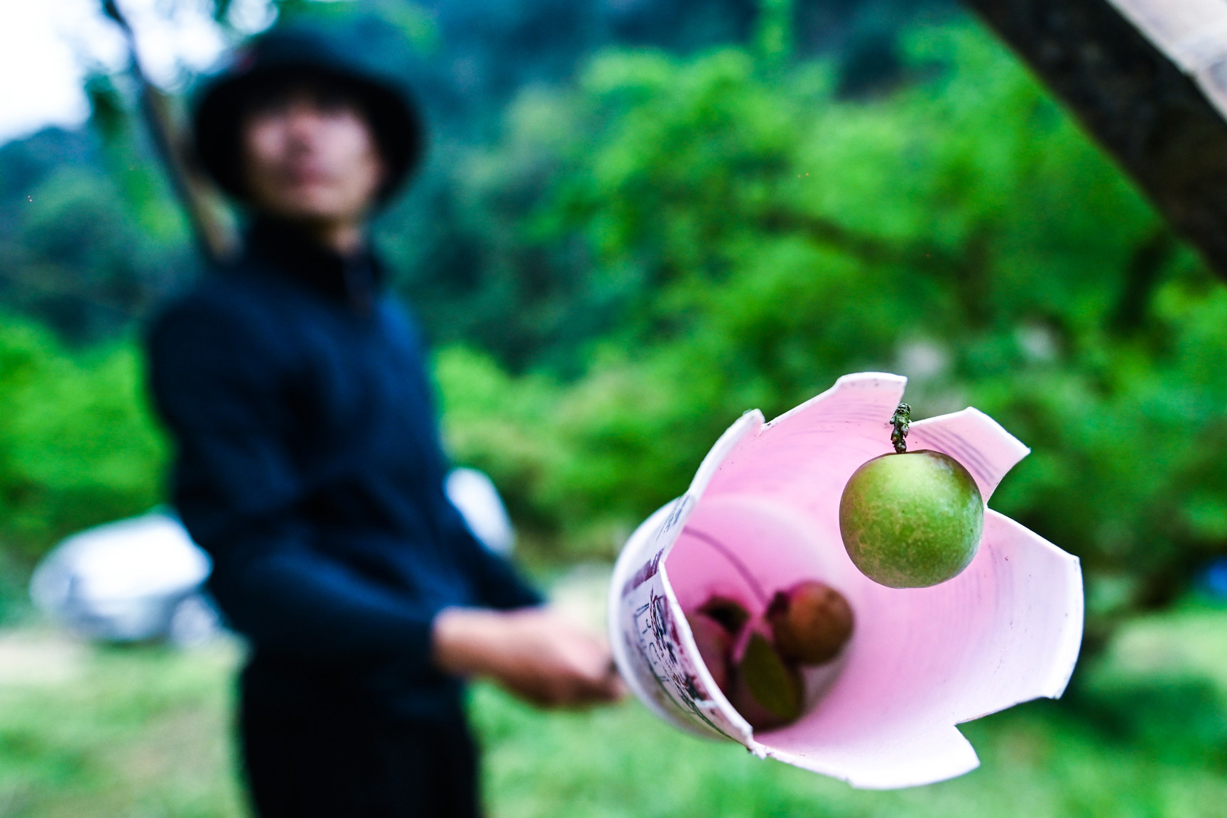 Du khách đổ lên Mộc Châu, 'tranh nhau' hái mận đầu mùa vừa chua vừa đắt