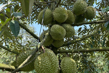Some durian shipments to China warned over food safety