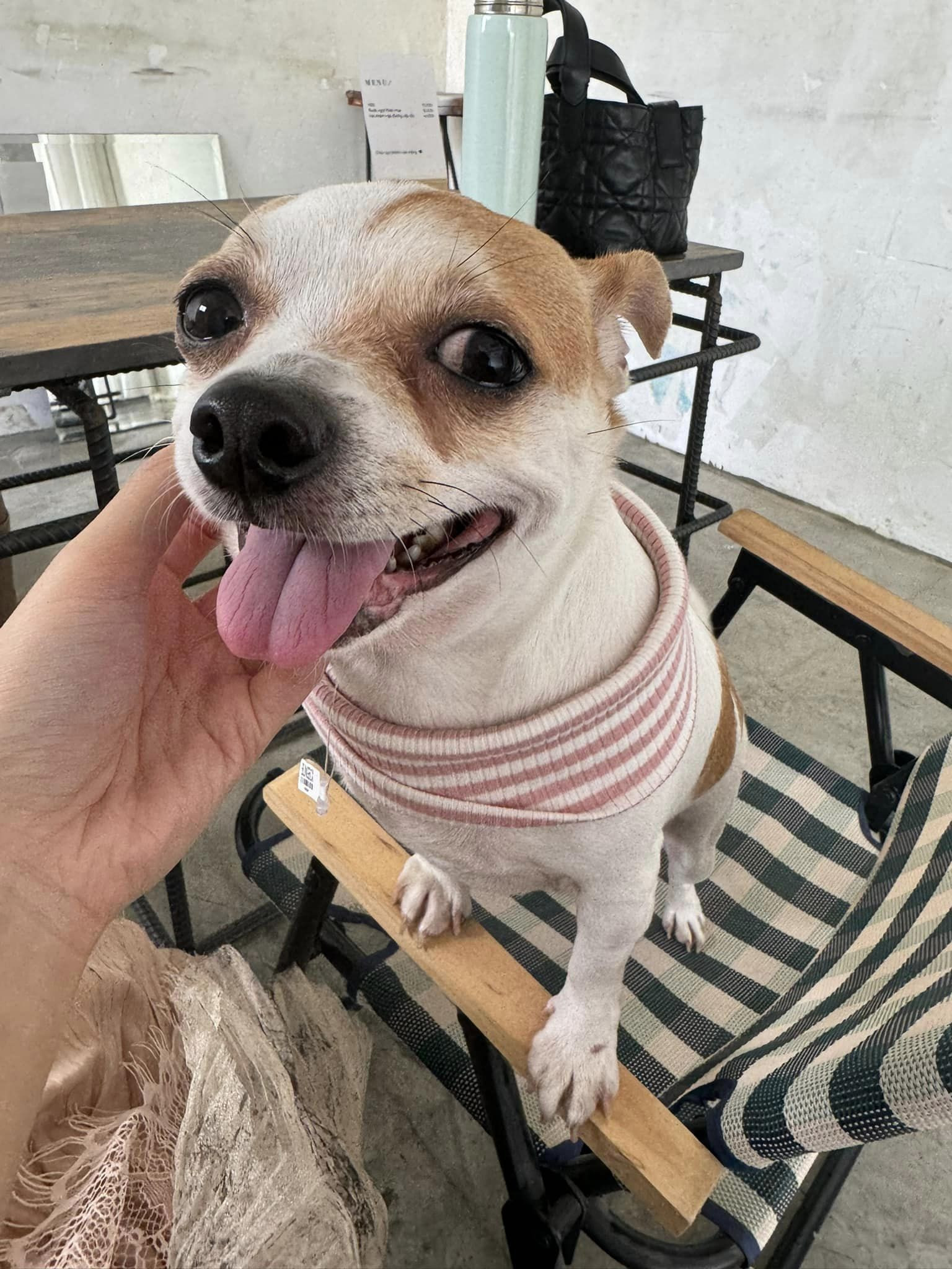 thu cung moi ten dau tay.jpg