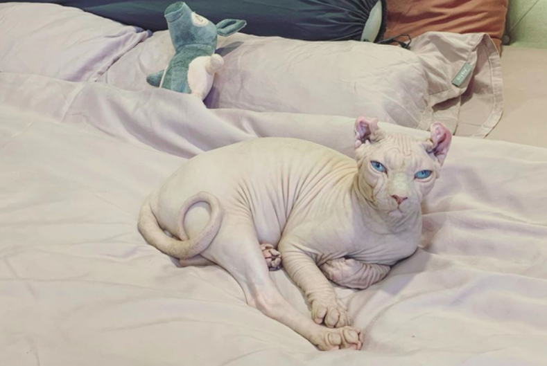 meo van mai huong 2.png