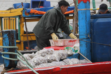 Thừa Thiên Huế khai thác thế mạnh về đánh bắt thủy sản