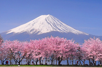 Vì sao Nhật Bản có thể phải chứng kiến cảnh 'sạch bóng' hoa anh đào?