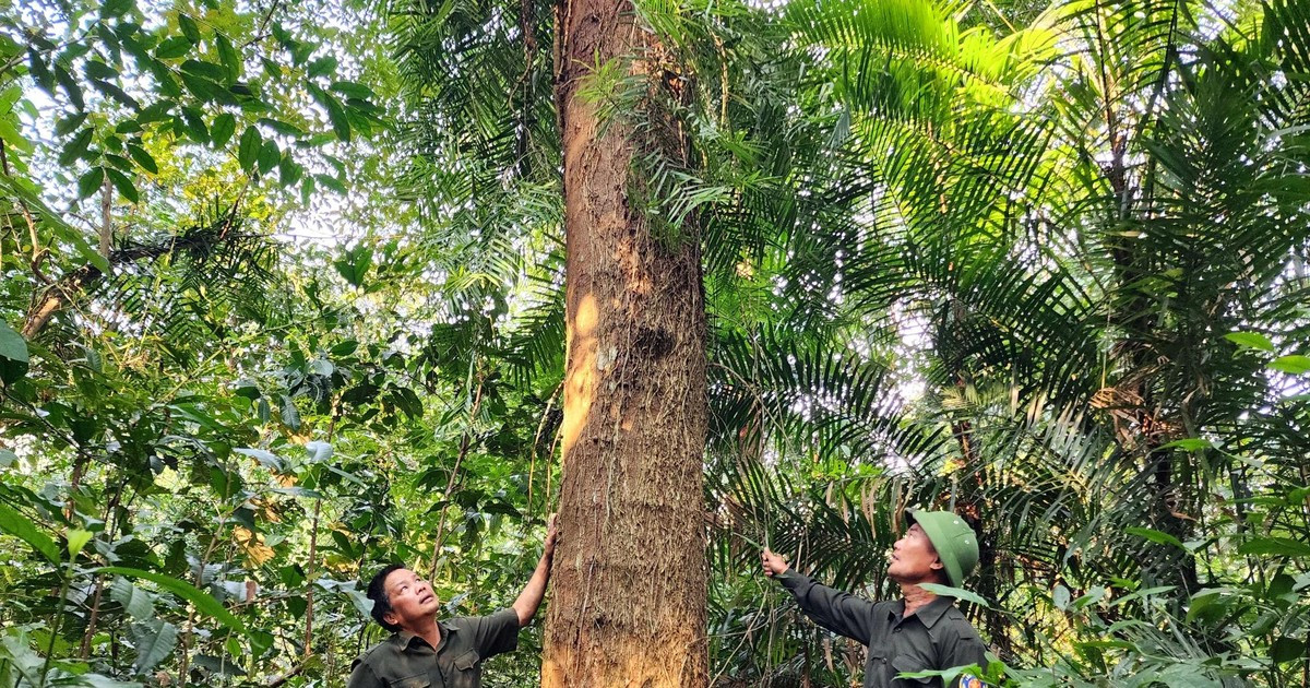 Vietnam eats forests by planting large timber forests to sell carbon credits