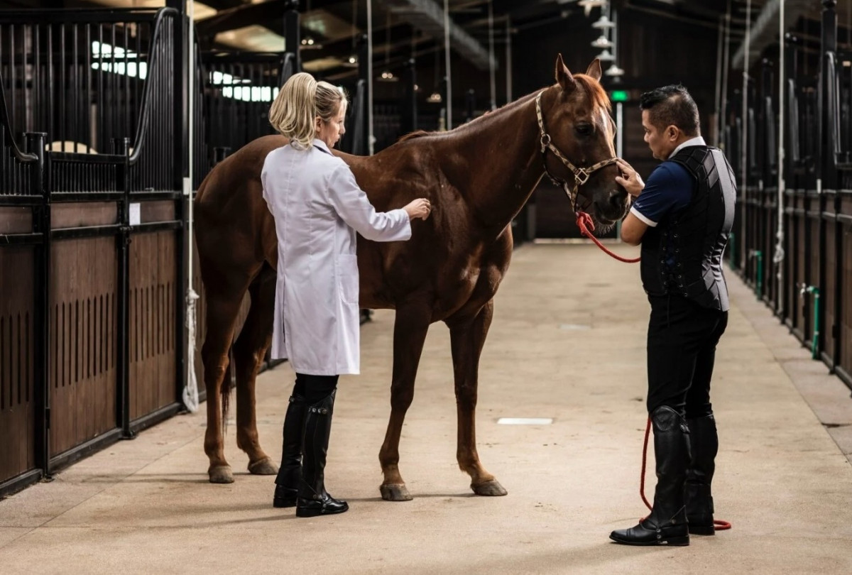 first horse training academy taking shape in vietnam picture 4