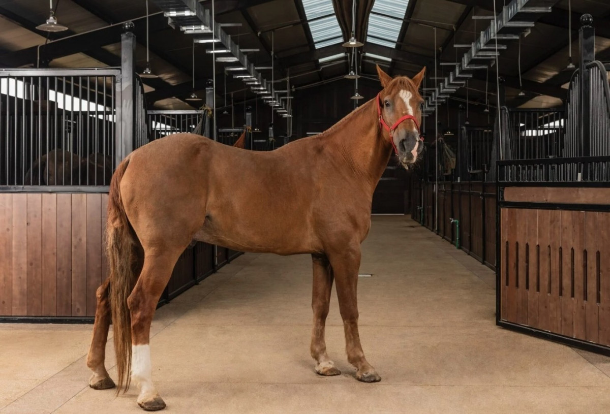 first horse training academy taking shape in vietnam picture 5