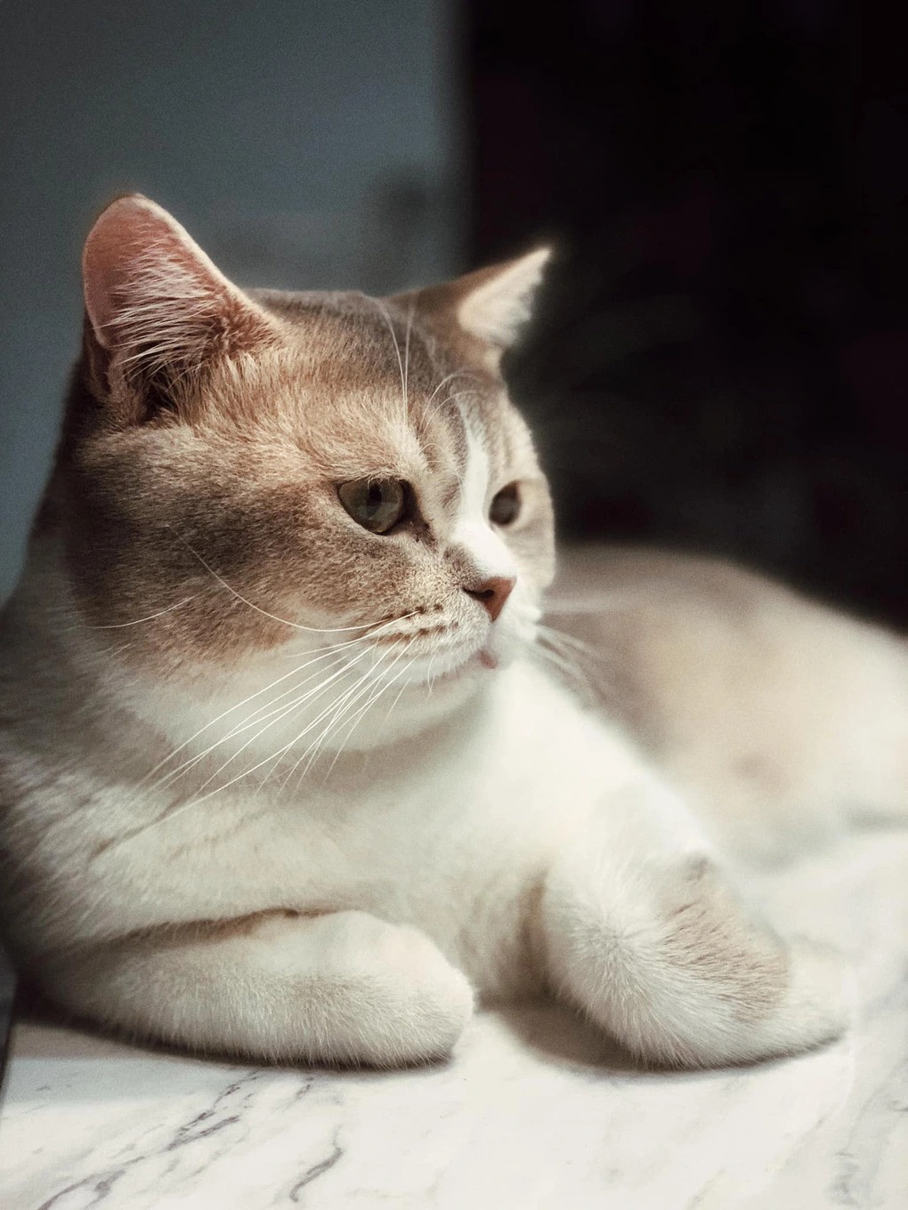 meo toc tien 2 1.jpg