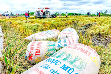 Quốc gia mua gạo nhiều nhất thế giới tăng nhập từ Thái, báo động gạo Việt Nam
