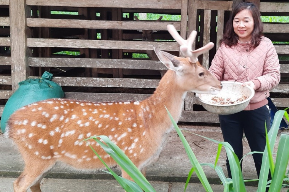 Thực hư vợ chồng ở Hà Tĩnh 'hốt bạc' nhờ chú hươu độc lạ, bao người tìm đến xem