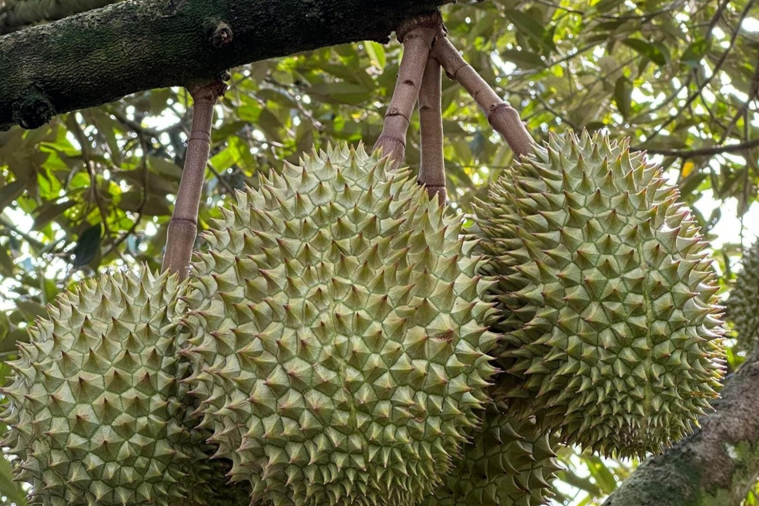 Vietnamese farmers hit jackpot as produce prices rise