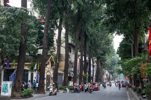 Hàng cây sao đen 120 tuổi độc nhất ở Hà Nội