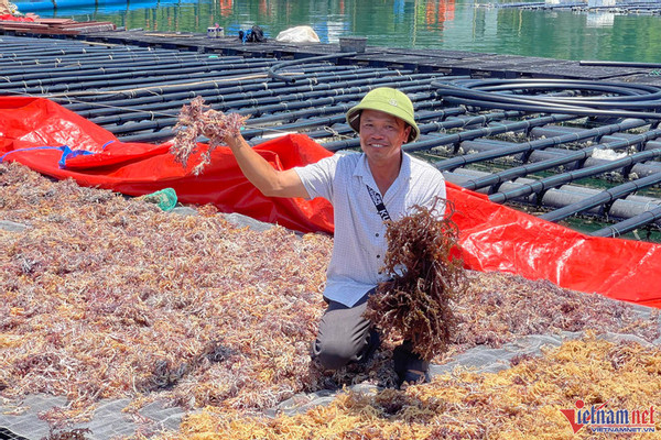 Maritime farming expected to bring billions of dollars a year to VN