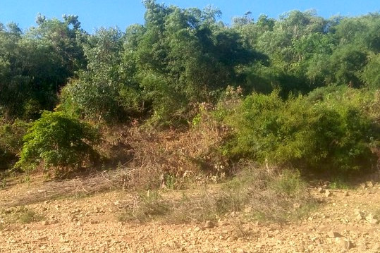 'Thâu tóm' 138,4ha đất rừng phòng hộ, nguyên bí thư huyện ở Bình Định bị khởi tố