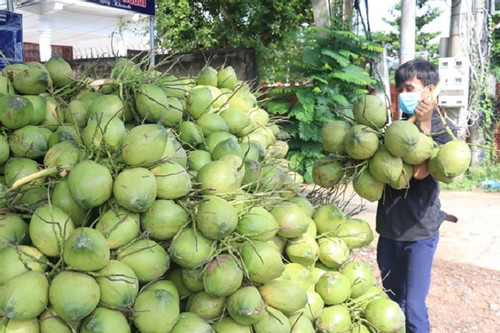 Vietnam prepares conditions to export fresh coconut, frozen durian to China