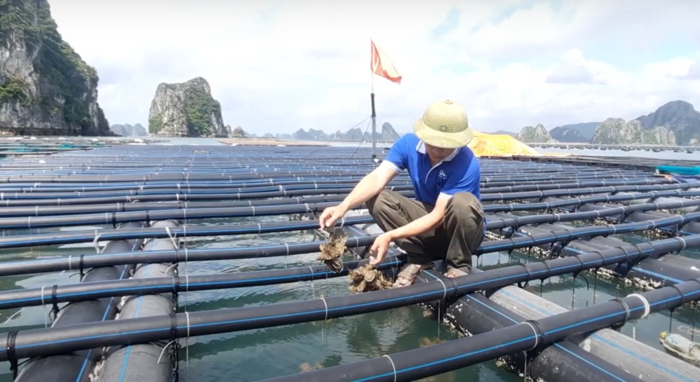 hai san mong cai.jpg