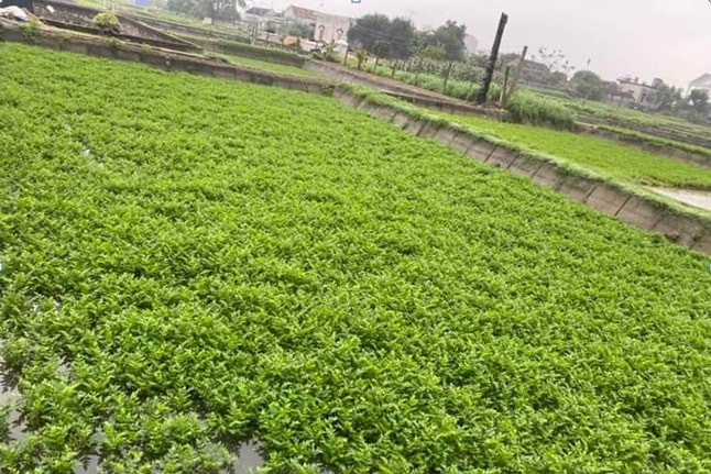 Nhớ mùa rau cần nước, món nộm cá lóc thơm lừng đẫm hương quê