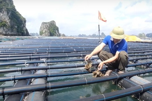 TP Móng Cái phát triển nghề nuôi trồng thủy sản gắn với bảo vệ môi trường biển