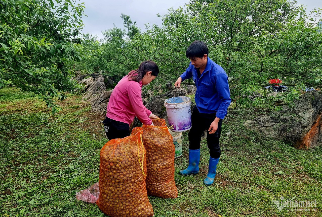 Bản tin chiều 30/3: Nông dân Mộc Châu bật khóc vì mận rụng sau mưa đá