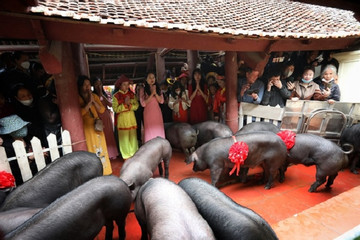 Black pig offering ceremony fascinates in Bac Giang