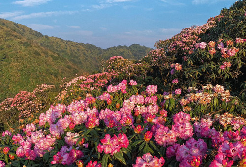 Chinh phục ngọn núi cao hơn 3.000m, săn mùa hoa đỗ quyên đẹp nhất Lai Châu