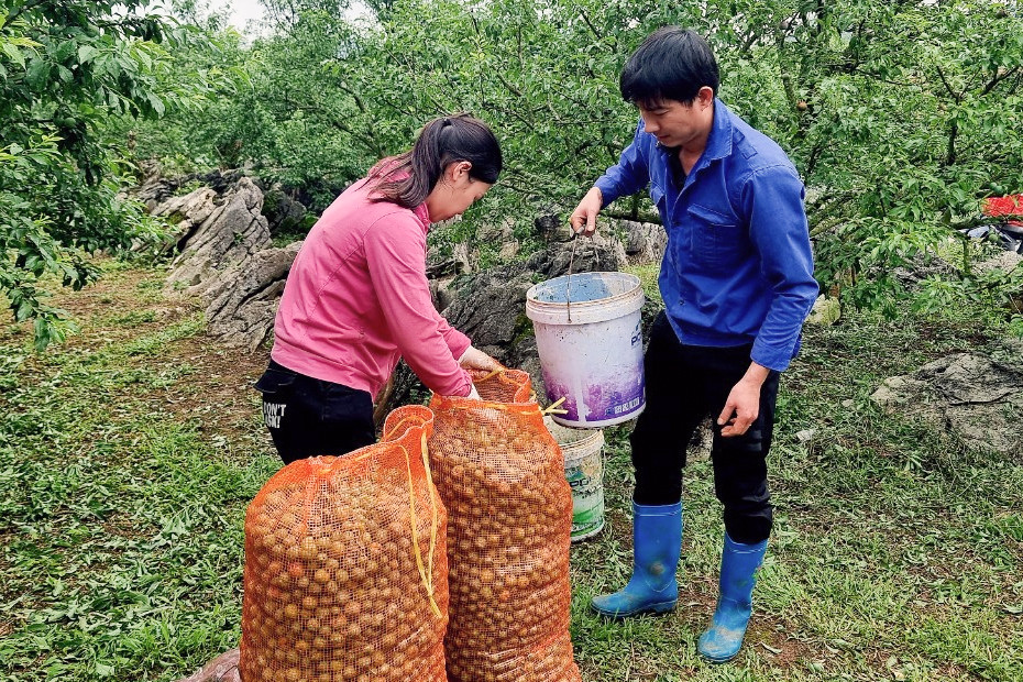 Khung cảnh nhói lòng ở vườn mận Mộc Châu bị mưa đá vùi dập