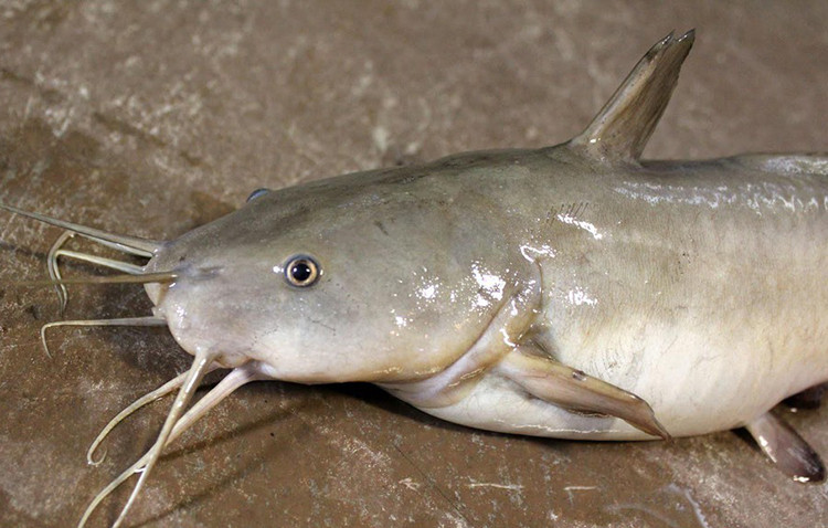 Người phụ nữ nguy kịch do sự cố nhỏ khi bán cá