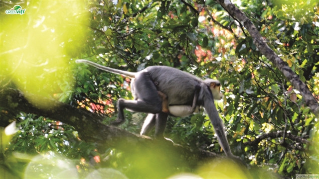 Conserving forests while saving endangered langurs