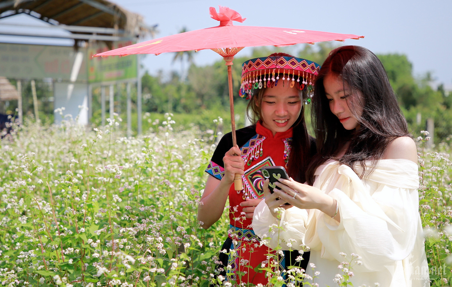 View - Giới trẻ Quảng Nam thả dáng bên ‘rừng’ tam giác mạch, ngỡ mình lạc đến Hà Giang