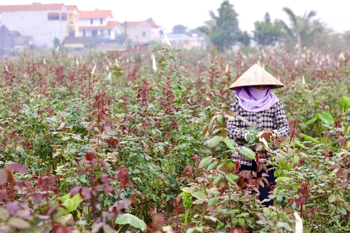 hanoi s largest flower village busy as international women s day approaches picture 2