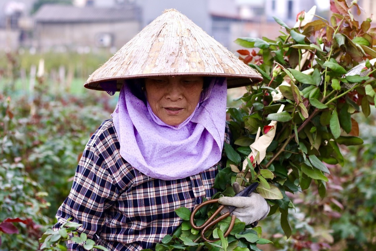hanoi s largest flower village busy as international women s day approaches picture 3