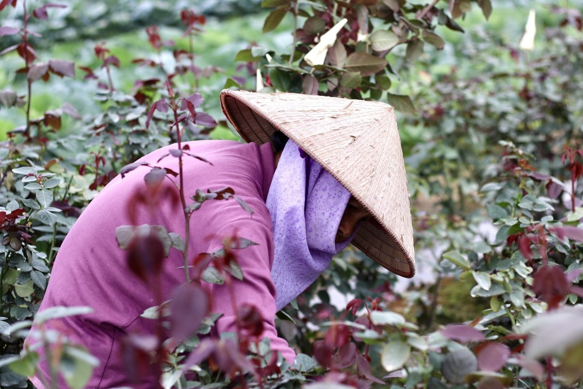 hanoi s largest flower village busy as international women s day approaches picture 4