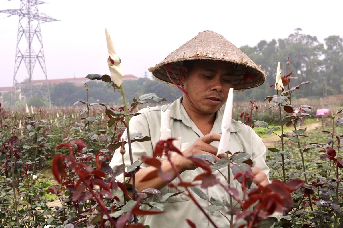 hanoi s largest flower village busy as international women s day approaches picture 5