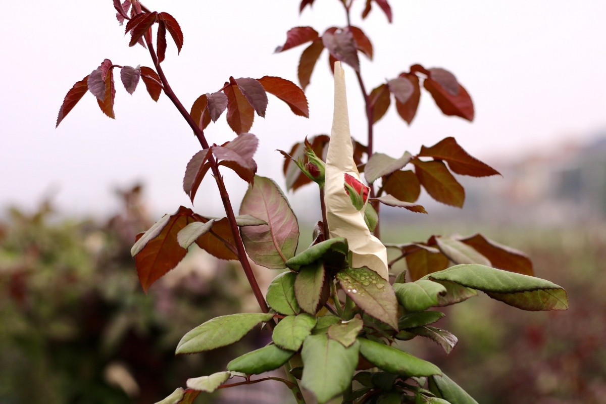hanoi s largest flower village busy as international women s day approaches picture 6