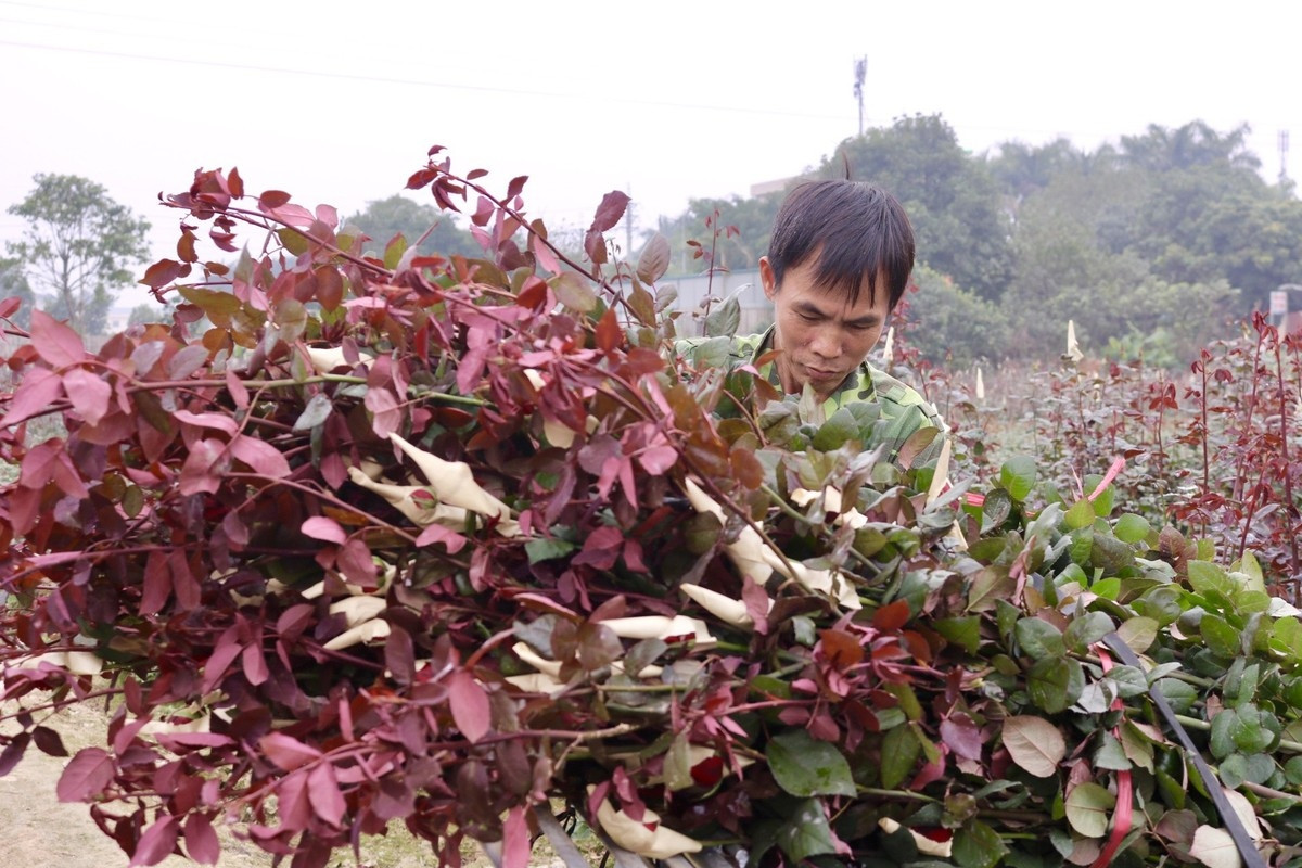 hanoi s largest flower village busy as international women s day approaches picture 8