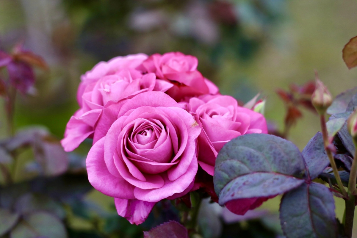 hanoi s largest flower village busy as international women s day approaches picture 9