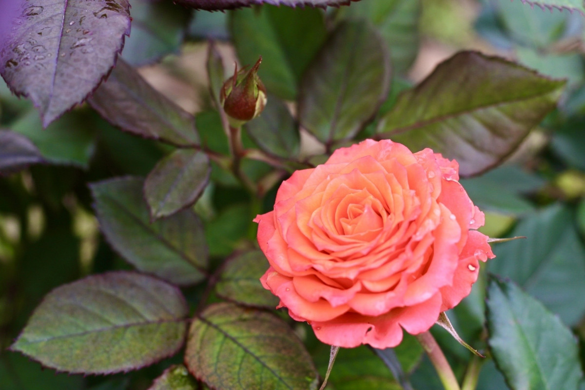 hanoi s largest flower village busy as international women s day approaches picture 10