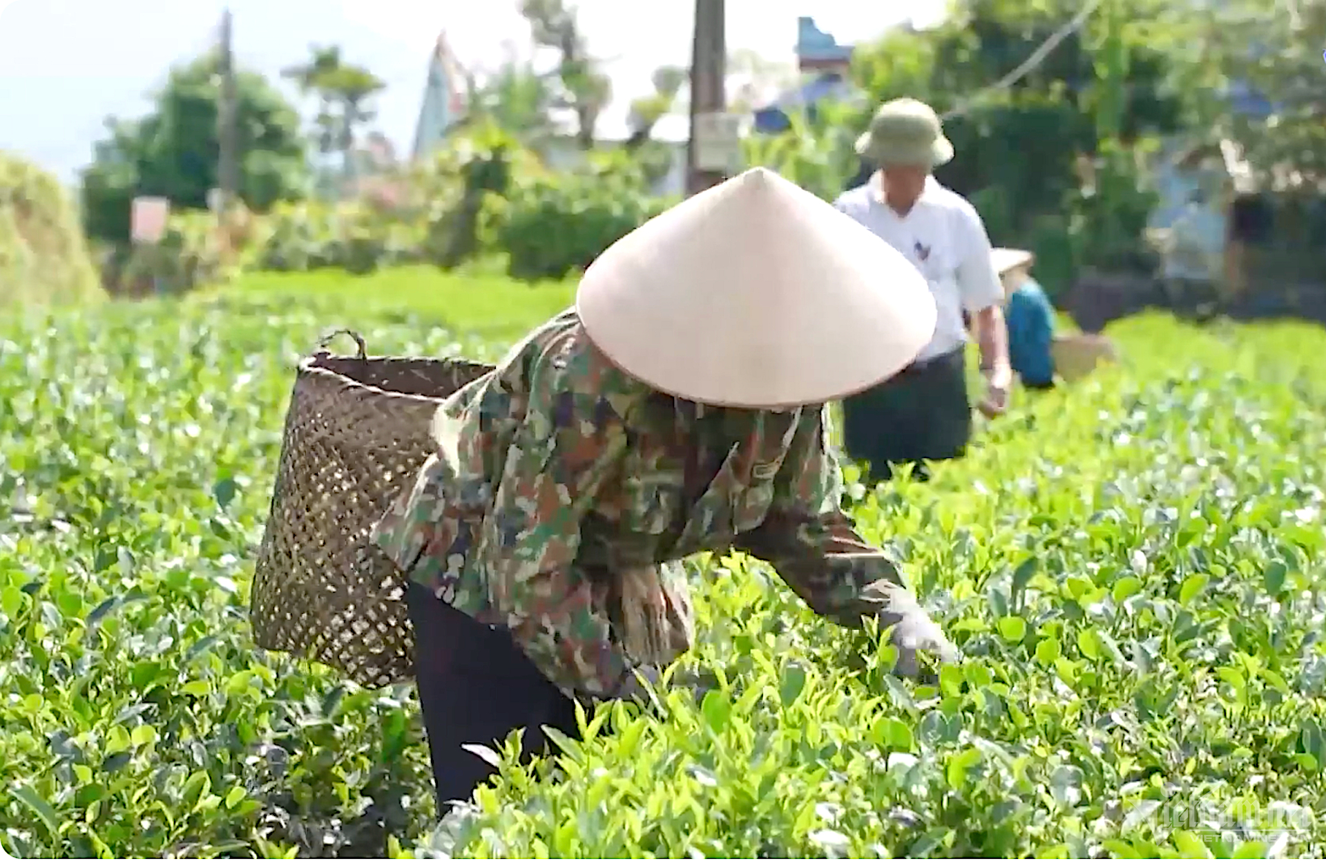 Bằng nhiều giải pháp hiệu quả, thời gian qua, các hoạt động hỗ trợ phụ nữ dân tộc thiểu số phát triển kinh tế, giảm nghèo bền vững đã được các cấp Hội tích cực triển khai thực hiện nhằm hỗ trợ chị em từng bước nâng cao thu nhập, ổn định đời sống.