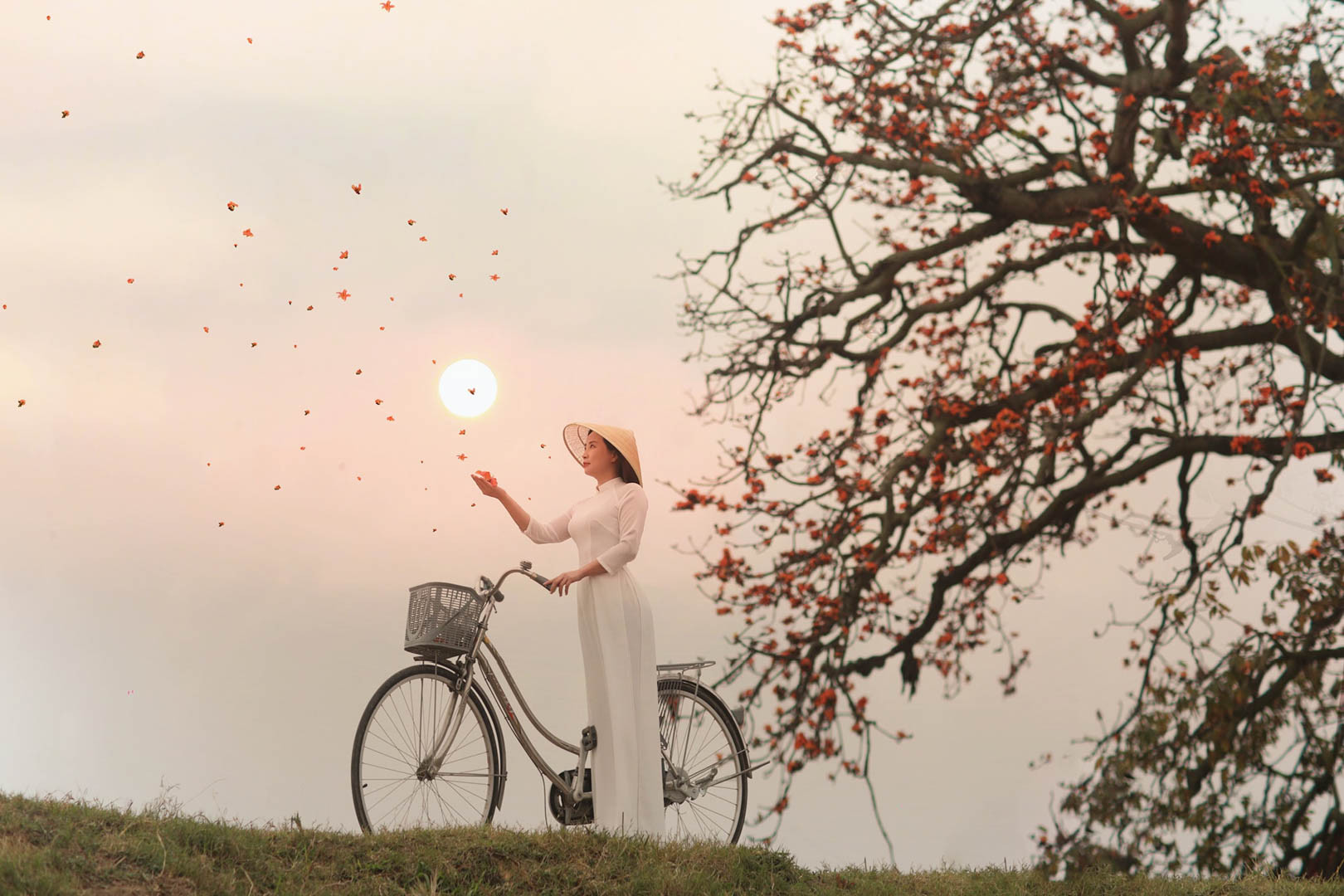 cay hoa gao bac giang6 2.jpg