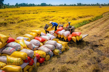 Hơn nửa năm ‘thăng hoa’, giá gạo Việt lao dốc