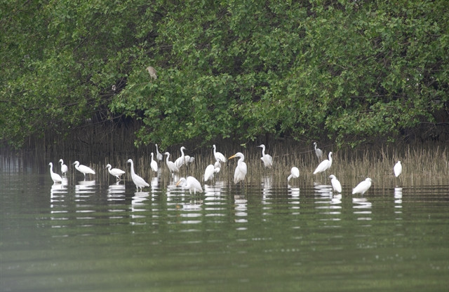 School students to get free wild bird conservation education