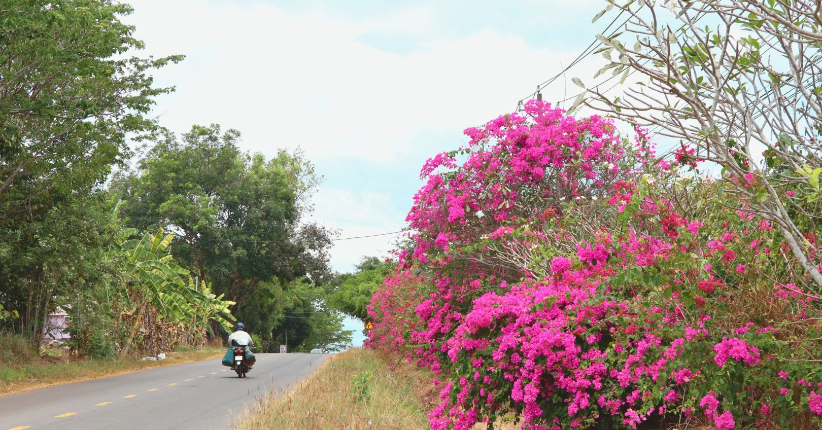 View - Bí ẩn con đường hoa giấy dài 25km giữa đại ngàn ở Đồng Nai