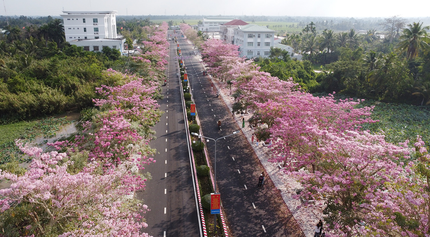 Những ngày đầu tháng 3, không chỉ người dân bản địa mà rất nhiều bạn trẻ thập phương ghé thăm địa điểm check-in nổi tiếng của ‘xứ sở chùa vàng’. Từ quốc lộ 1 hướng về tỉnh Sóc Trăng, du khách ghé vào con đường Hùng Vương dẫn vào trung tâm hành chính huyện Châu Thành sẽ thấy hàng trăm cây hoa kèn hồng hai bên đường đua nở.