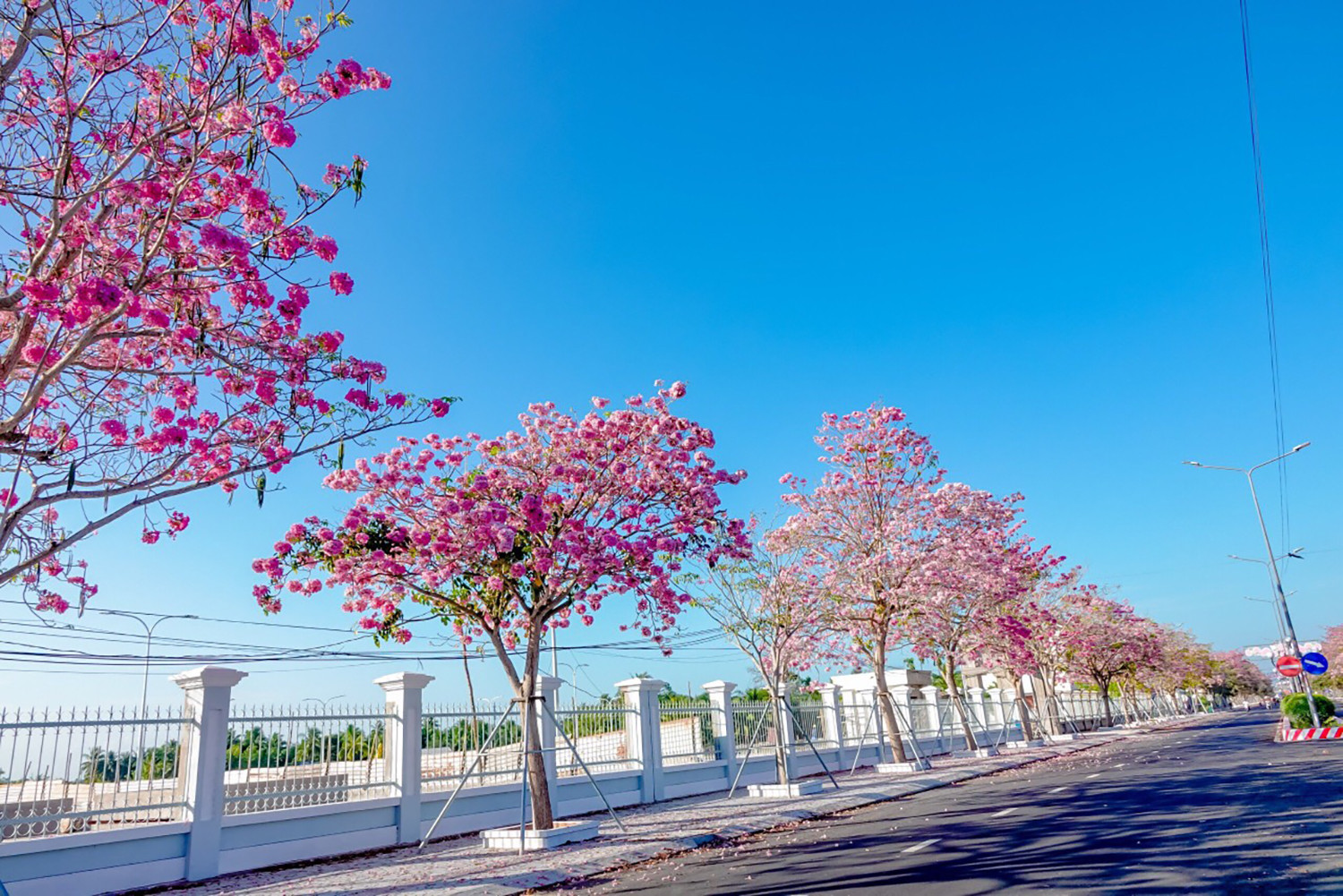 Từ năm 2019, Sóc Trăng được nhiều du khách biết đến nhờ những hàng kèn hồng lần đầu tiên đồng loạt nở hoa rực rỡ