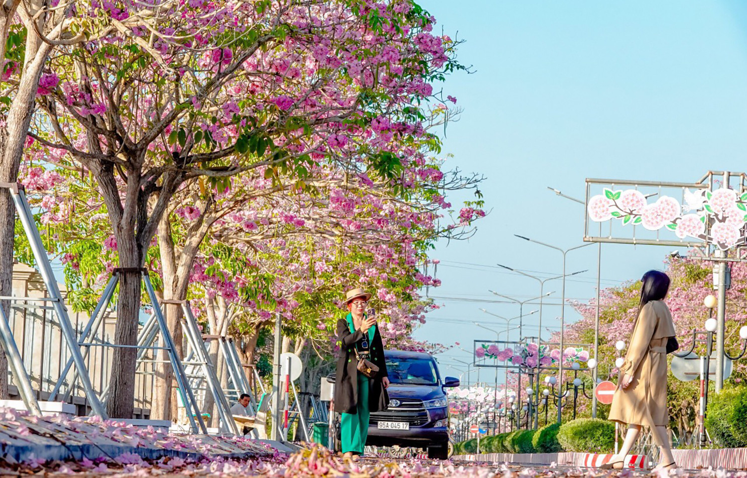 View - Con đường hoa kèn hồng nở rộ đẹp 'mê hồn' ở miền Tây