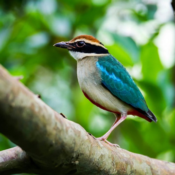 Hanoi to turn alluvial islet on Red River into bird sanctuary