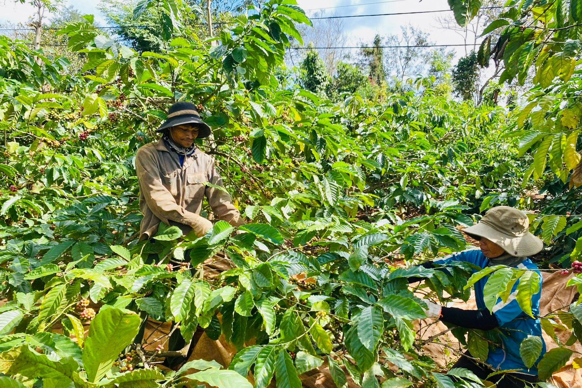 Krông Ana đầu tư, hỗ trợ các mô hình phát triển kinh tế vùng dân tộc thiểu số
