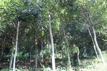 Phú Thọ phát triển kinh tế rừng giúp bà con dân tộc thiểu số có 