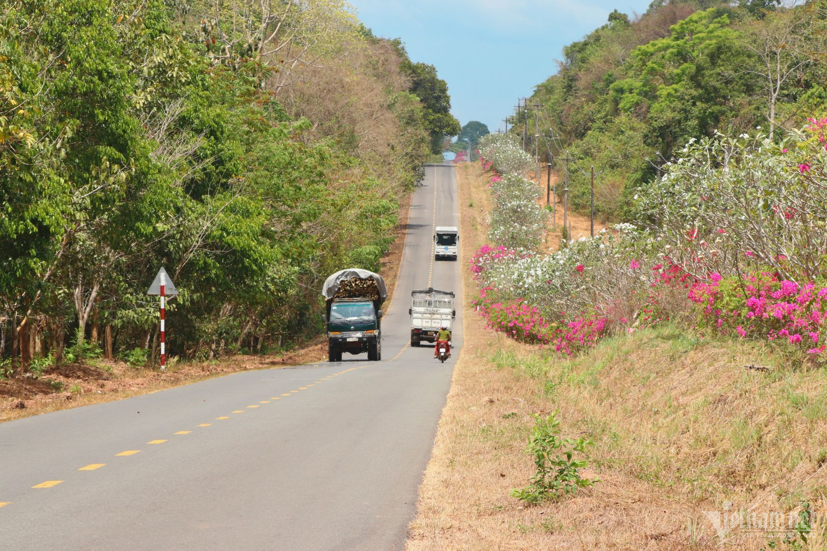 View - Bí ẩn con đường hoa giấy dài 25km giữa đại ngàn ở Đồng Nai