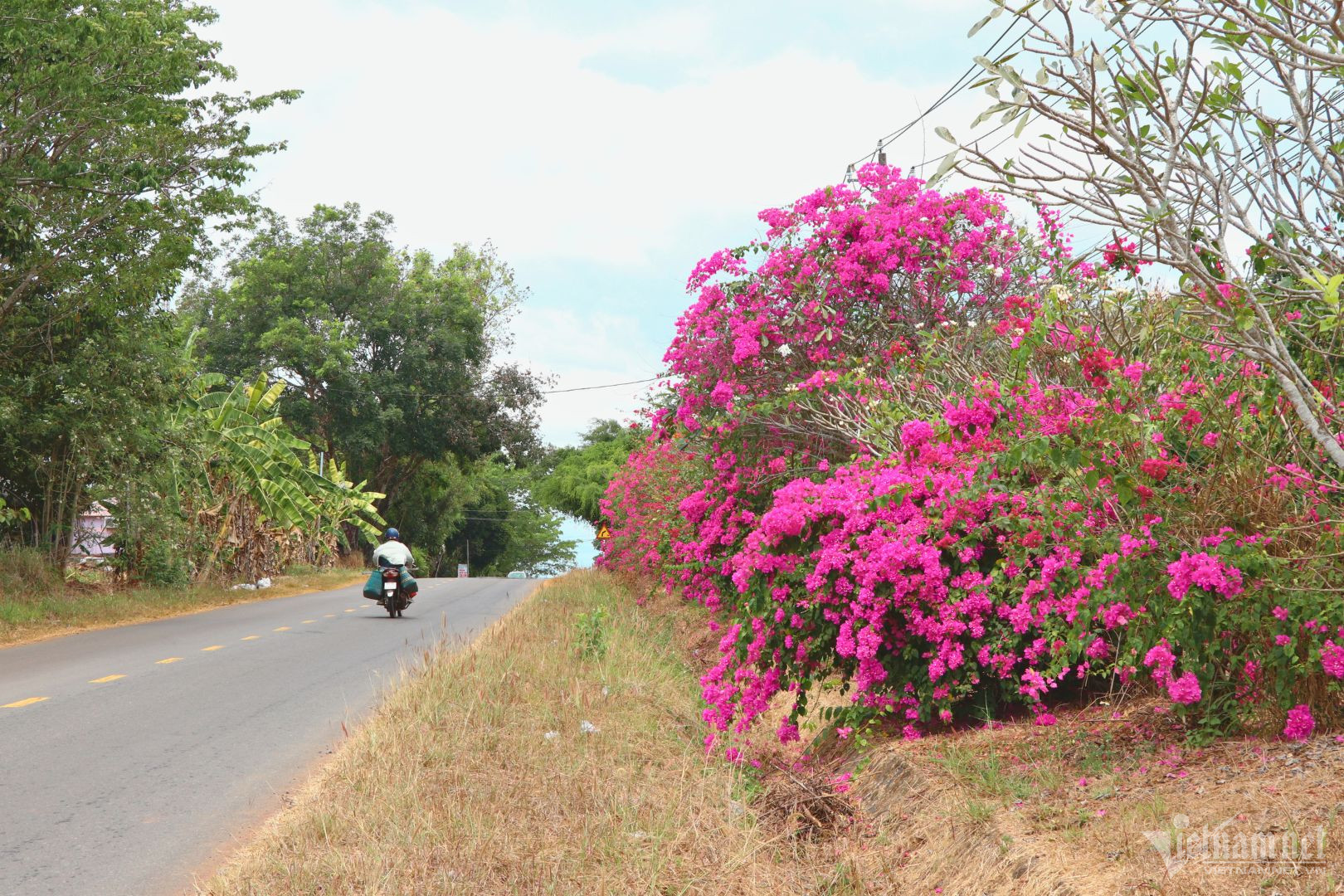 View - Bí ẩn con đường hoa giấy dài 25km giữa đại ngàn ở Đồng Nai